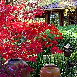 devant le salon de the avec acer palmatum Bloodgood